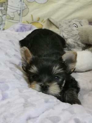 Reinrassige Yorkshire Terrier Welpen