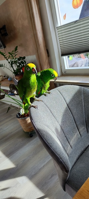 Gelbscheitelamazonen Pärchen 
