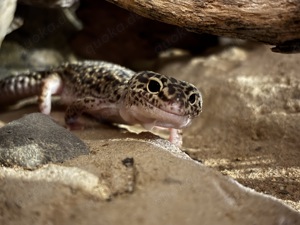 Naturnahes Terrarium mit 3 Leopardgeckos