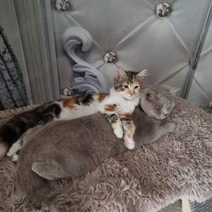 BKH und Glückskatze 
