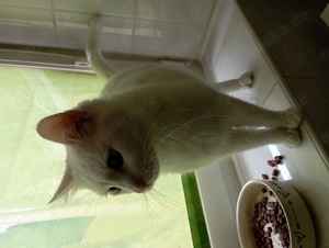 weise katze weiblich