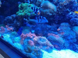 Meerwasser Aquarium 