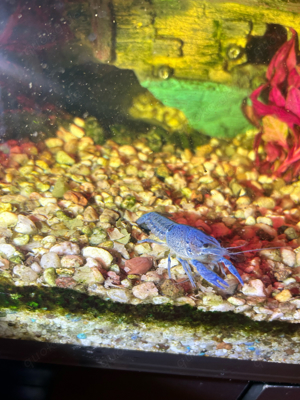 blaue floridakrebse 