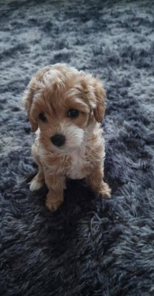 Maltipoo Welpen Kaufen In Der Nähe Maltipoo - Hunde & Welpen kaufen & verkaufen: Hundemarkt