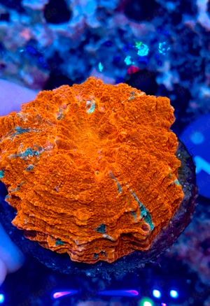 Acanthophyllia Mastergrade Meerwasser Koralle
