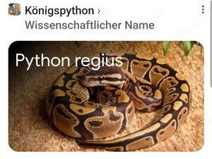 Königspython (Python regius), gelb braun getigert 