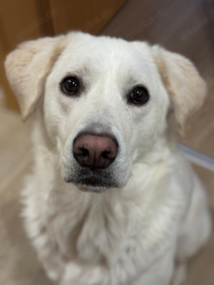 Labrador Mischling - 3 Jahre alt, Tierschutzhund aus Italien
