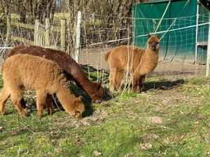 Alpaka, Hengst, Stute