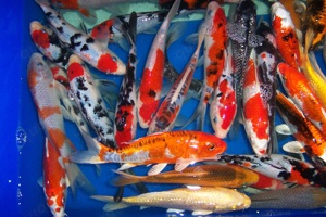 Koi im Angebot vom Koi-Center Schafflund Bild 4