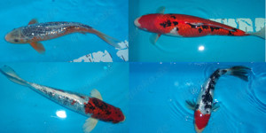 Koi im Angebot vom Koi-Center Schafflund Bild 2