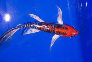 Koi im Angebot vom Koi-Center Schafflund Bild 3