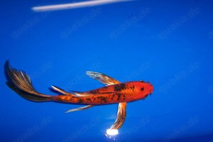 Koi im Angebot vom Koi-Center Schafflund Bild 5