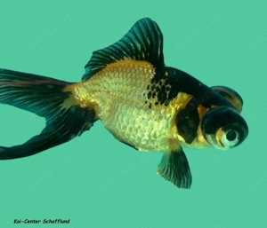 Schleierschwänze vom Koi-Center Schafflund Bild 2