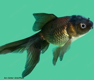 Schleierschwänze vom Koi-Center Schafflund Bild 3