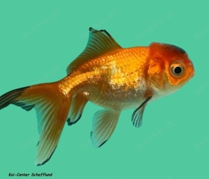 Schleierschwänze vom Koi-Center Schafflund Bild 5