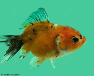 Schleierschwänze vom Koi-Center Schafflund Bild 4