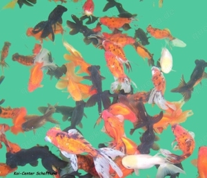 Schleierschwänze vom Koi-Center Schafflund Bild 8