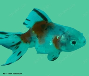 Schleierschwänze vom Koi-Center Schafflund Bild 7