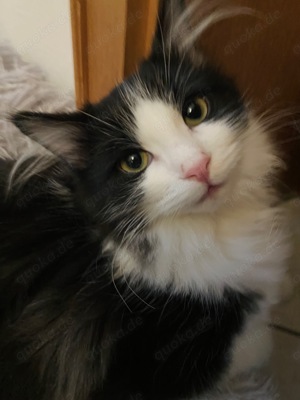 Reinrassige Ragdoll   Cherubim Kitten auszugsbereit 