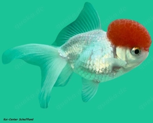 Schleierschwänze vom Koi-Center Schafflund Bild 6