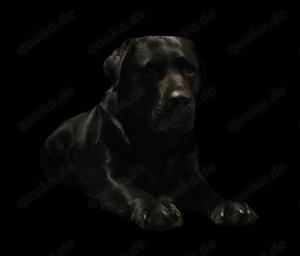 Deckrüde - Labrador-Retriever - Arne von Lammertshof   schwarz   kein Verkauf - 2025 Welpenankündig. Bild 8