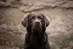 Labrador Deckrüde *FCI* dark chocolate   braun