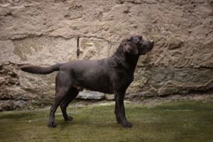 Labrador Deckrüde *FCI* dark chocolate   braun Bild 2