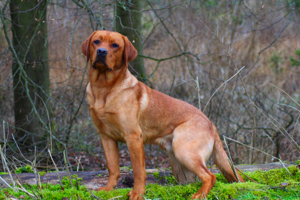 Labrador Deckrüde *FCI* foxred 