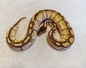 0.1 Lesser Het Clown Königspython 