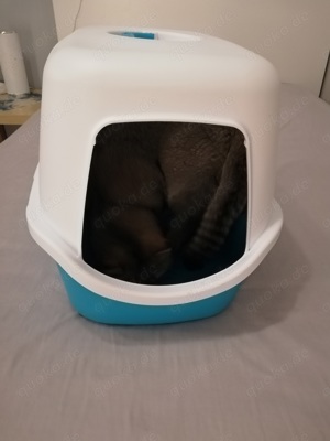  Katzentoilette
