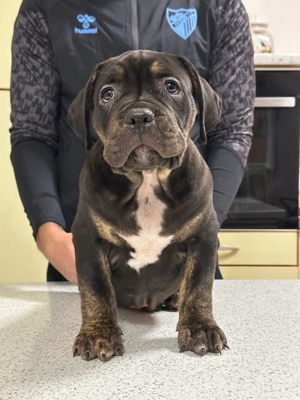 American Bully XL Welpe