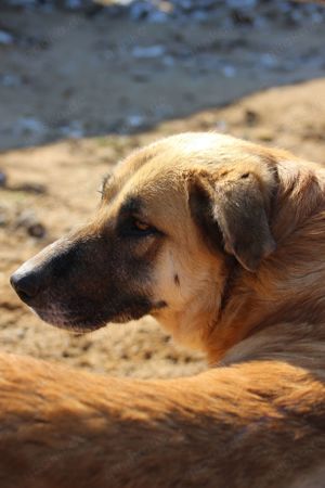 Hogolyo, z.Zt. in Ungarn, liebevolle Mutter Bild 9