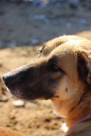 Hogolyo, z.Zt. in Ungarn, liebevolle Mutter Bild 2