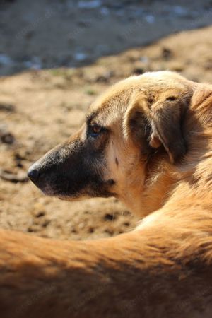 Hogolyo, z.Zt. in Ungarn, liebevolle Mutter Bild 10