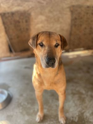 Simon, z.Zt. in Ungarn, gebrochene Seele möchte geheilt werden