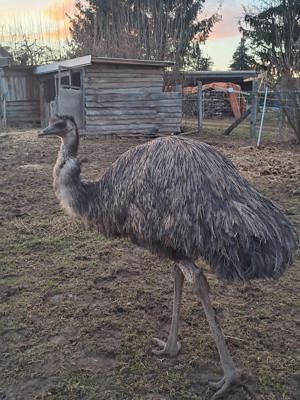 1,1 Emus abzugeben 