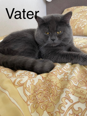 Der letzte süße BKH Kitten Kater sucht ab Mitte Juli ein neues zu Hause! Bild 5