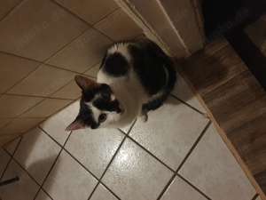 Katzen & Katzenbabys in Lübeck kaufen, verkaufen & zu verschenken