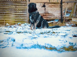 Anouk sucht ein Zuhause 
