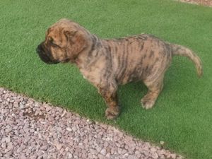 Dogo Canario Welpen aus Spitzenverbindung ! WT: 17.1.2025  !  2 kräft Hü. , Reservierung möglich ! Bild 2
