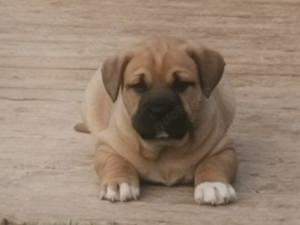 Dogo Canario Welpen aus Spitzenverbindung ! WT: 17.1.2025  !  2 kräft Hü. , Reservierung möglich ! Bild 3