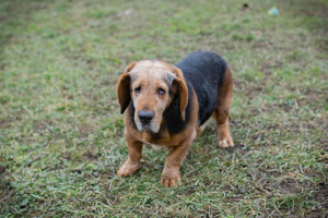 *ABUELO* - der Basset Mix sucht ein Zuhause