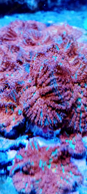 Rodactis Forest Fire