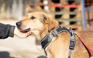 Schüchterner Traumhund sucht Liebe