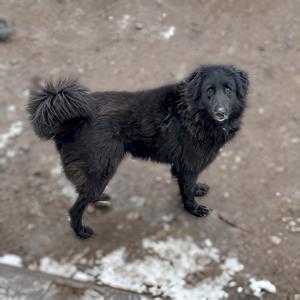 Maremmano Mix Cindy sucht liebevolles Zuhause