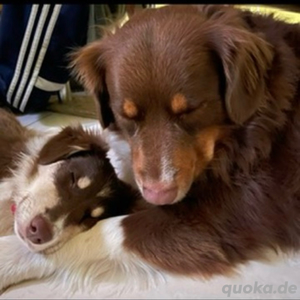 Deckrüde australian Shepherd minimix reinrassig Gen-Test 