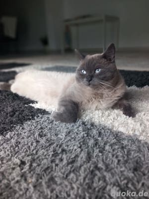 BKH Deckkater mit Stammbaum Bluepoint