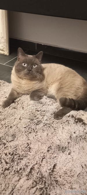 Sehr hübscher erfahrener Deckkater BKH mit Stammbaum Bild 8