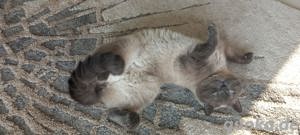 Sehr hübscher erfahrener Deckkater BKH mit Stammbaum Bild 4