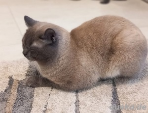 Sehr hübscher erfahrener Deckkater BKH mit Stammbaum Bild 3